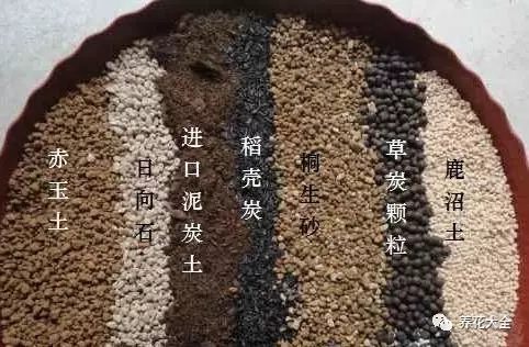 根部烂的花怎么治疗