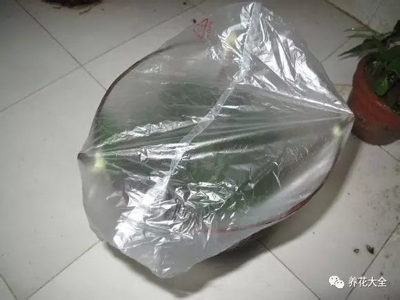 绿萝吊兰怎么养