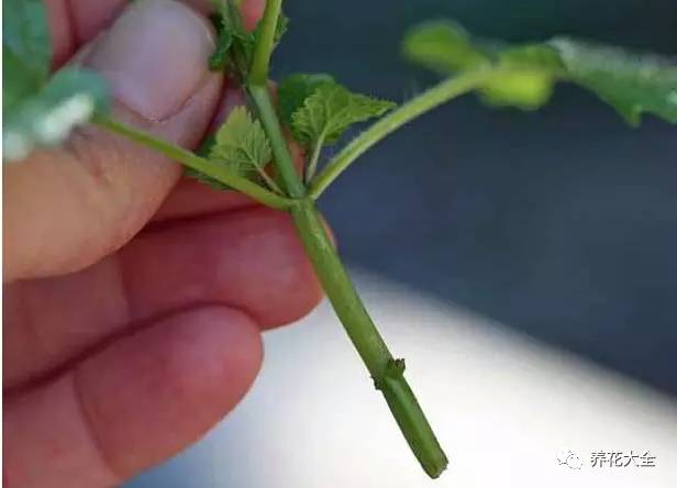 绿萝吊兰怎么养