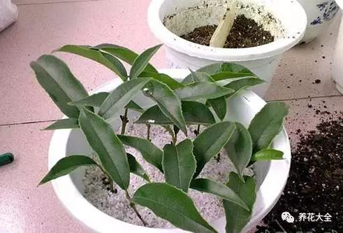 绿萝吊兰怎么养