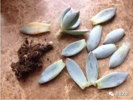 根部烂的花怎么治疗