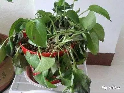 根部烂的花怎么治疗