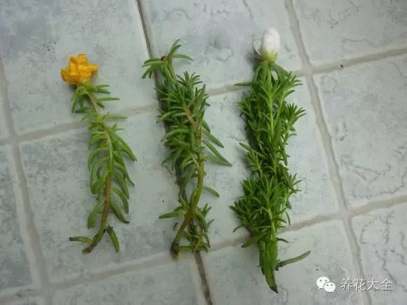 绿萝吊兰怎么养