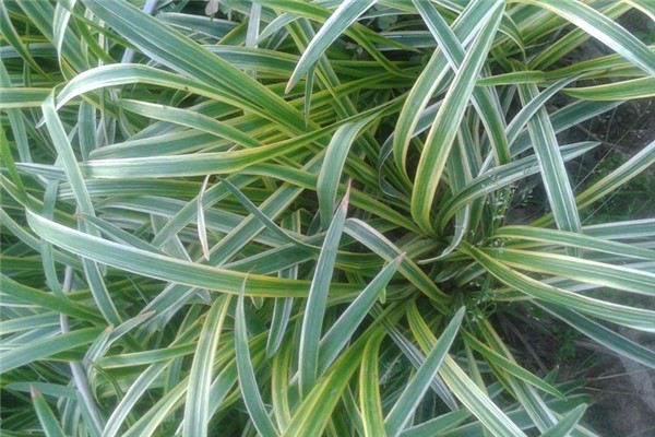 麦冬草的主要价值有哪些(麦冬草有药用价值吗?)