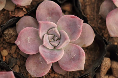 紫乐多肉的养殖方法和注意事项