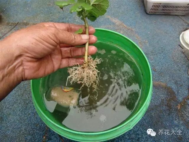 绿萝吊兰怎么养