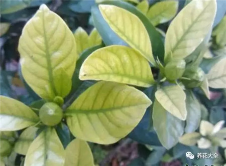 揭秘栀子、茉莉黄叶原因四季常绿不是梦！(茉莉栀子叶尖干枯怎么办)