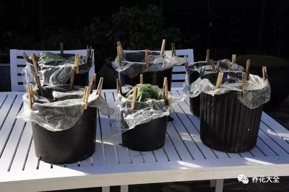 绿萝吊兰怎么养