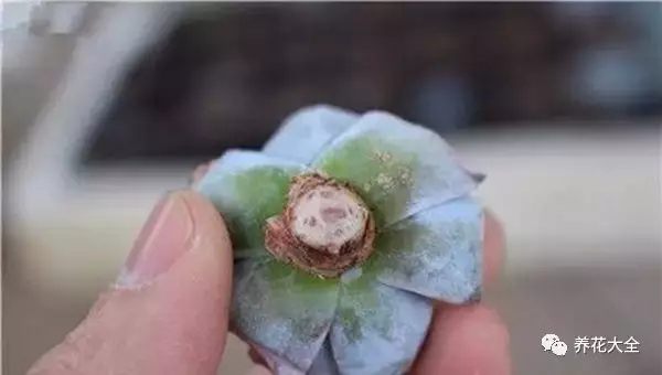 根部烂的花怎么治疗