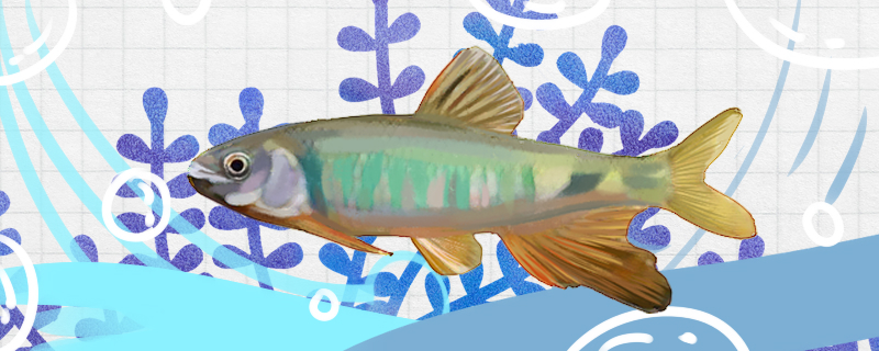 宽鳍鱲和长鳍鱲一样吗有什么区别(宽鳍鱲长的快吗)