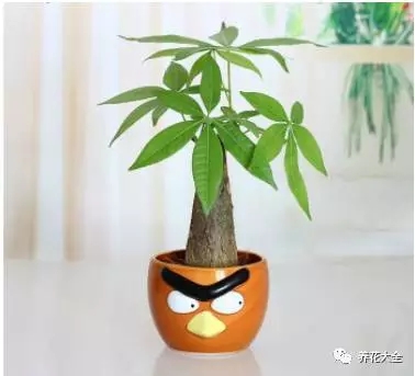 根部烂的花怎么治疗