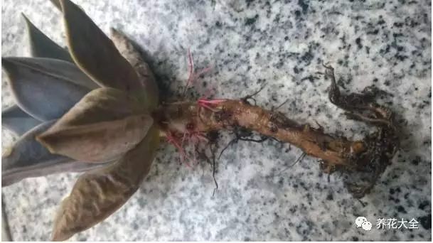 根部烂的花怎么治疗