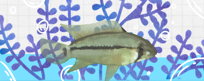 灰面短鲷好养吗怎么养(灰面图片)