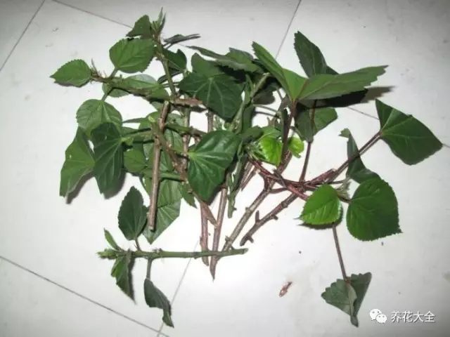 绿萝吊兰怎么养