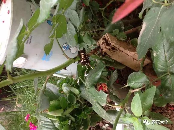 绿萝吊兰怎么养