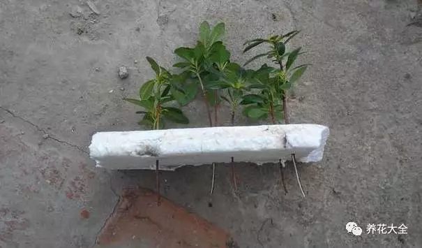 绿萝吊兰怎么养