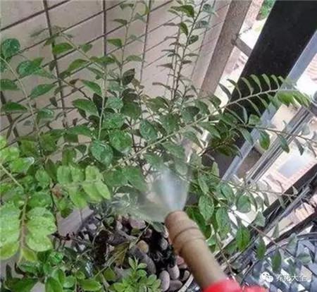 啤酒做花肥的方法