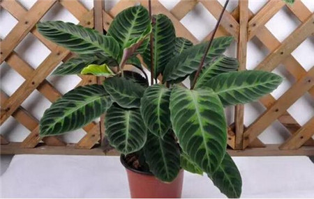 花卉怎样过冬天?