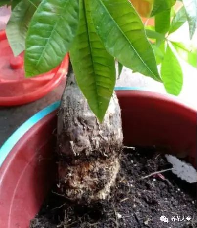 根部烂的花怎么治疗