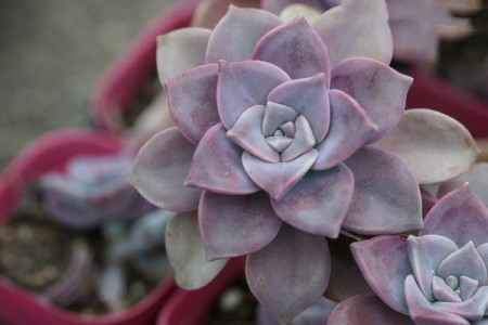 紫乐多肉的养殖方法和注意事项