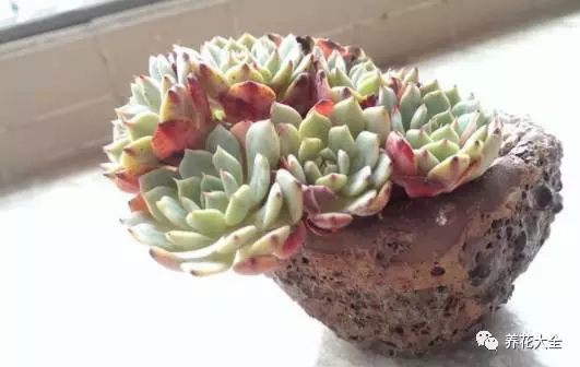 根部烂的花怎么治疗