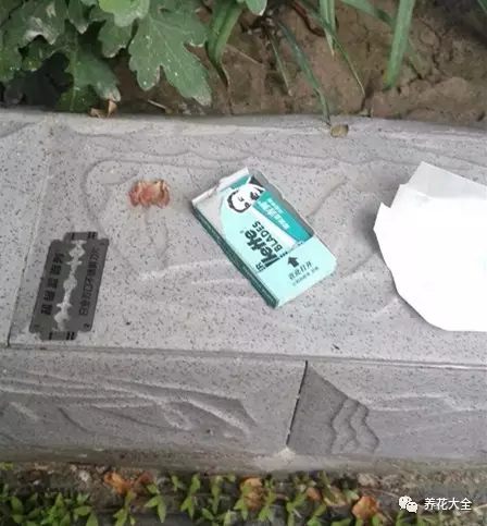 绿萝吊兰怎么养