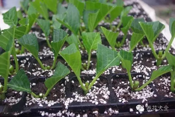 绿萝吊兰怎么养