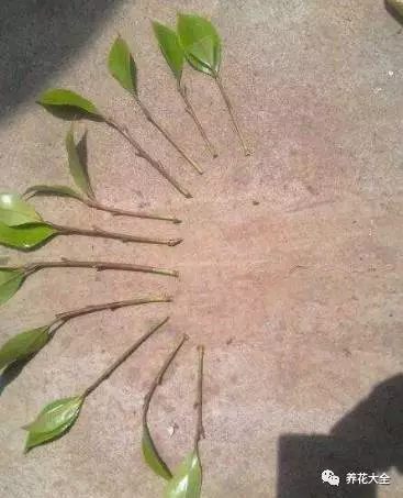 绿萝吊兰怎么养