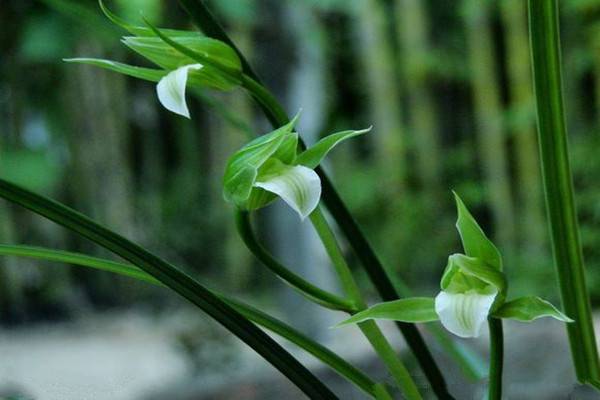 寒兰的黑腐病防治(寒兰施肥要点)