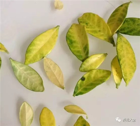 茉莉栀子叶尖干枯怎么办