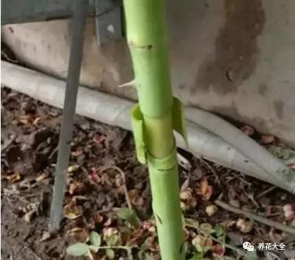 绿萝吊兰怎么养