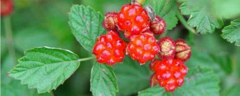 茅莓的养殖方法和注意事项(茅莓的养殖方法和注意事项有哪些)