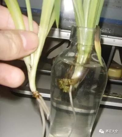 根部烂的花怎么治疗