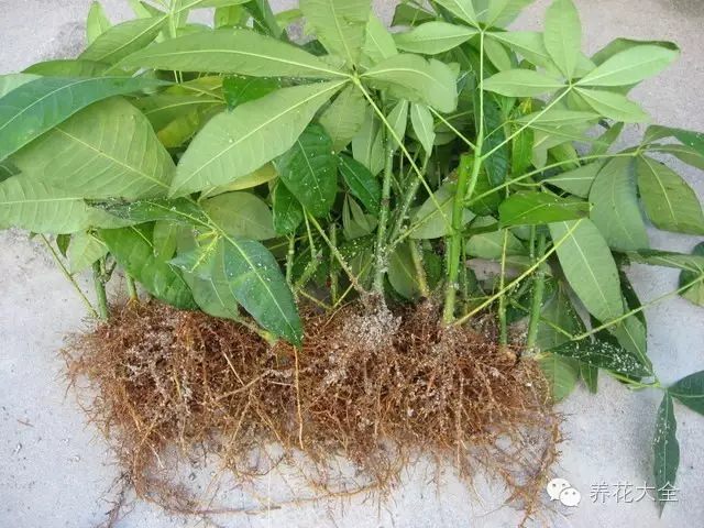 绿萝吊兰怎么养