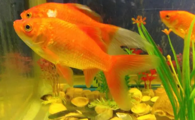 ​鱼为什么睁着眼睛睡觉鱼睡觉会动吗(小鱼为什么睁着眼睛睡觉)