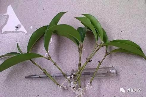 绿萝吊兰怎么养