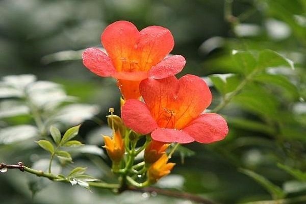 凌霄花怎么过冬(凌霄花过冬的最低温度)