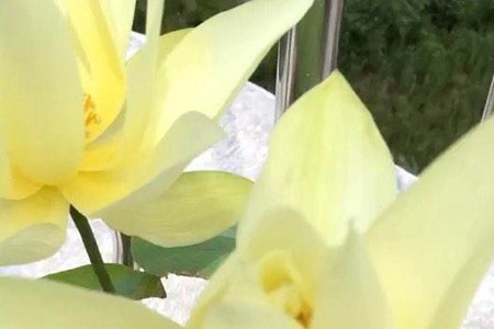 莲花有什么品种莲花品种简介(莲花的品类)