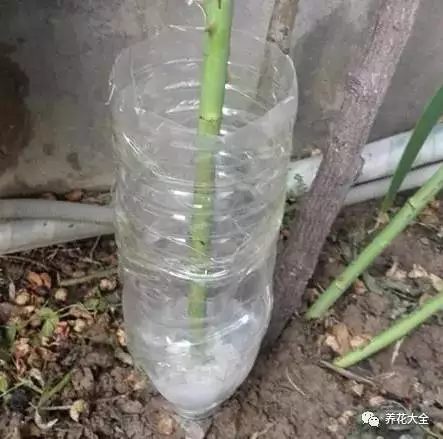 绿萝吊兰怎么养