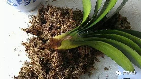 根部烂的花怎么治疗