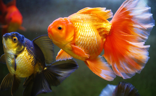 小鱼为什么睁着眼睛睡觉