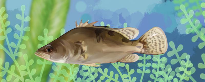 桂鱼有刺吗刺多吗(桂鱼有刺吗刺多吗能吃吗)
