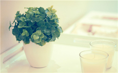 花卉怎样过冬天?