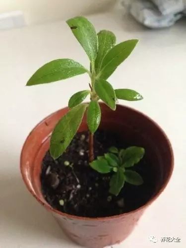 绿萝吊兰怎么养