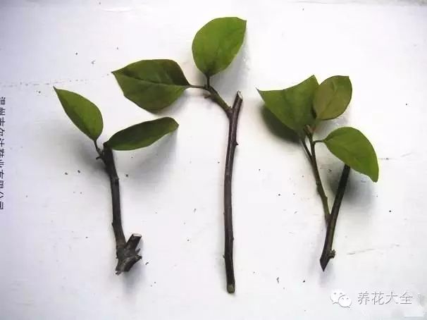 绿萝吊兰怎么养