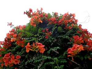 凌霄花过冬的最低温度