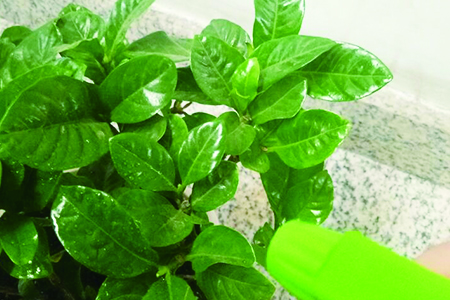 给栀子花浇水用什么水