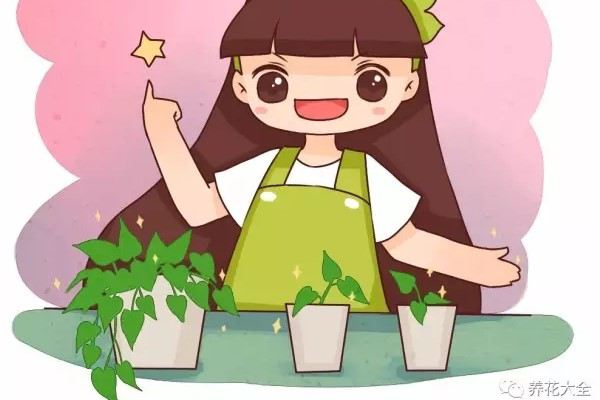 绿萝吊兰...这样扦插5天生根再便宜也别买！(绿萝吊兰怎么养)