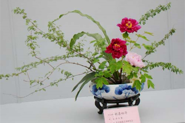 牡丹插花艺术欣赏(牡丹插花艺术欣赏教案)