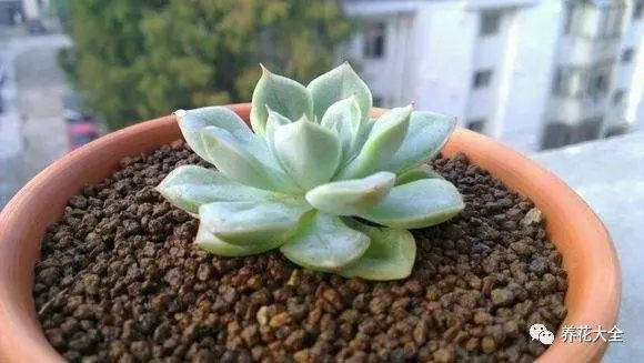 根部烂的花怎么治疗